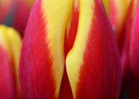 Tulipa Ready ® (3)
